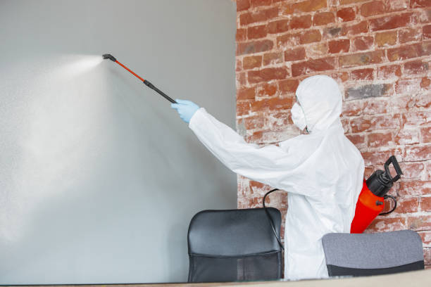 Best Mold Remediation for Vacation Homes  in North Plymouth, MA